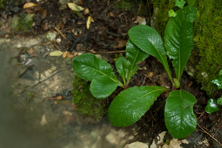 Non so se � la sezione giusta...- Primula sp.